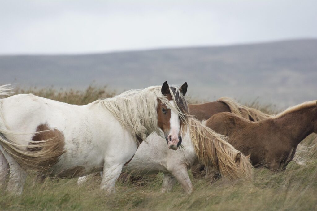 horse, pony, mane, animal, rural, mare, wild, nature, horse, horse, horse, horse, horse